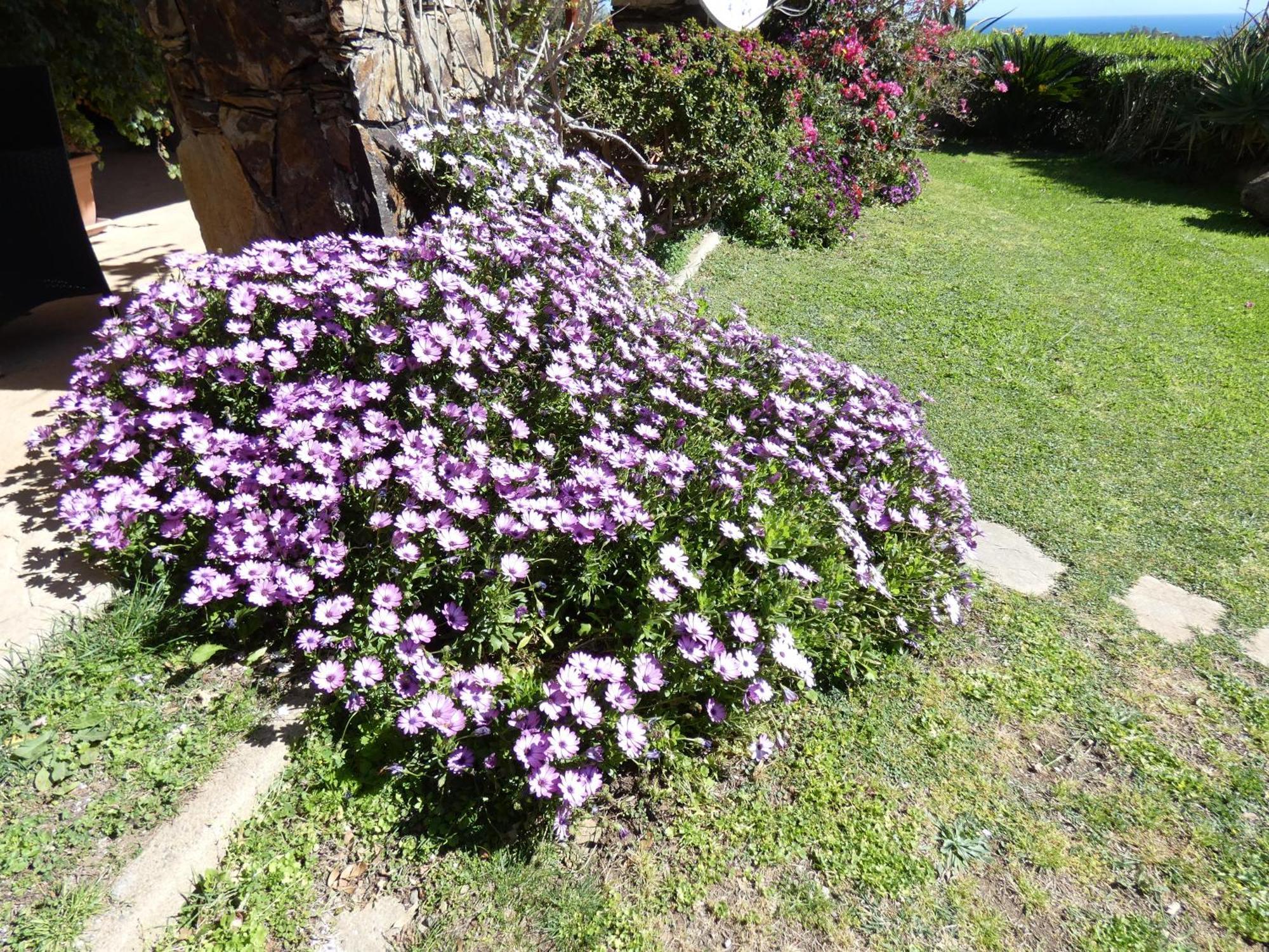 Comino Alto Agriturismo E Appartamenti シニスコーラ エクステリア 写真
